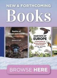 Image result for Alloeochaete oreogena