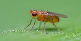how to kill fruit flies in your drain