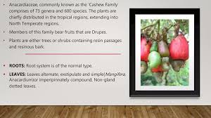 Image result for Anacardiaceae