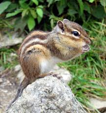 siberian chipmunk wikipedia