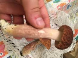 Image result for Boletus separans