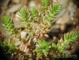 Image result for Crassula schimperi