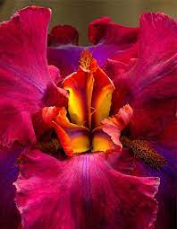 Iris3 The Gardening Cook Iris Flowers Beautiful Flowers Perennial Bulbs