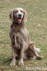 Image result for výmarský dlouhosrstý ohař