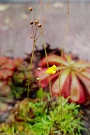 Image result for Utricularia subulata
