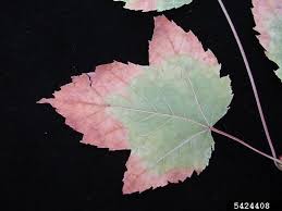 Keep the area around your tree free of debris, ensure good drainage, and water at ground level. Maple Diseases Insect Pests Home Garden Information Center
