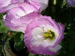 Image result for eustoma Balboa