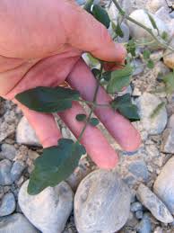 Image result for Clematis dolichopoda