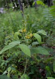 Image result for Rhynchosia procurrens