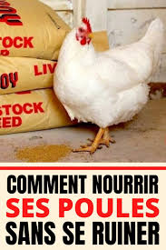 Epingle Sur Astuces Pour Les Poules