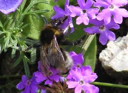 Image result for Bombus hortorum