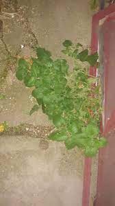 Pin On Gardening