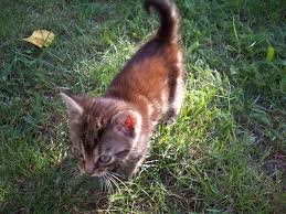 Bildergebnis für dunkelbraune katze mit grünen augen