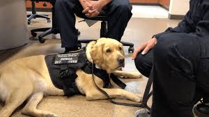 Why go to a dog breeder, cat breeder or pet store to buy a dog or. Chaplain Service Dog Teams Offer San Diego Firefighters Emotional Support Times Of San Diego