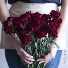 4k00:20watercolor carnation circle and hearts looping animation. Lovely Burgundy Carnations Add An Amazing Texture And Visual Interest To Your Wedding Flowers Burgundy C Fresh Wedding Flowers Bulk Wedding Flowers Carnations