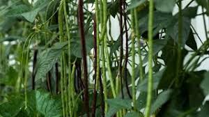 Image result for Vigna comosa