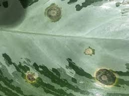 Coax your houseplant back to life from stretching, brown leaf tips, fertilizer burn, and more. Bacterial And Fungal Leaf Spot Plant Care Blog Plantshop Me