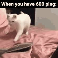 Submitted 1 hour ago by 1000_cats_. Omg Cat Meme Gifs Tenor