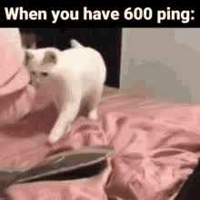 Old rumor about barbie having a. Omg Cat Meme Gifs Tenor