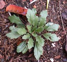 Image result for Conyza limosa