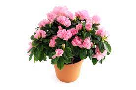 How To Take Care Of Keepsake Azalea Trees Hunker Azaleas Care Azalea Flower Ornamental Horticulture