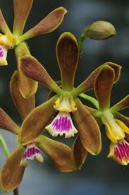 It is typically grown mounted on a bark. Encyclia Tampensis Copy South Florida Orchid Society