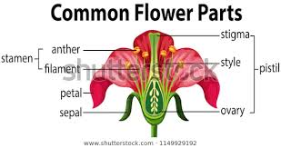 Common Flower Parts Illustration Education Stock Image Parts Of A Flower Flower Structure Diagram Of A Flower