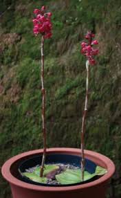 Image result for Satyrium