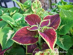 Image result for Coleus tetragonus