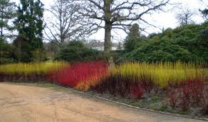 This is a compact form of our popular native red twig dogwood. Gardening 101 Red Twig Dogwood Gardenista