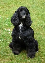 Pin By Cat Lee On Cocker Love American Cocker Spaniel Cocker Spaniel Black Cocker Spaniel