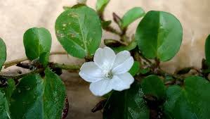 Image result for Evolvulus nummularius