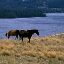 Maybe you would like to learn more about one of these? About The Park Mountain View Rv Park Whitefish Columbia Falls Montana