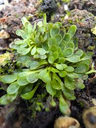 Image result for Genlisea