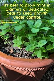 This is why you should always plant mint containers — even in the garden — to keep it from running amok. All About Growing Mint In Your Herb Garden Or Indoors Gardensall
