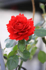 Be one of the first ever to receive this beautiful, unique tree form of an old favorite. Rose Red Flower Flowers Free Photo On Pixabay