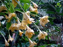 Image result for Rothmannia longiflora