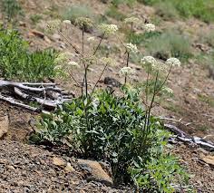 Image result for Glyphaea tomentosa