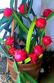 Dragon fruit plant pot size. Growing Dragon Fruit In Pots Containers Backyards Agri Farming
