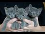 Korat Kittens for Sale & Cats for Adoption | Sweetie Kitty ...