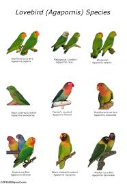 Types Of Lovebirds Chart African Lovebirds Love Birds Pet