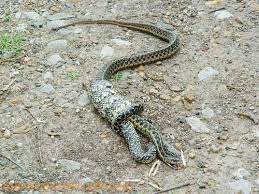 Subdivision Wildlife Wild Animals In Tame Places Animals Animals Wild Wildlife
