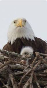 Pin By Animal Kingdom On Animais In 2020 Eagle Pictures Bald Eagle Pet Birds