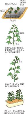 種々な食べ方で花も楽しめるオクラ Jaしおのや