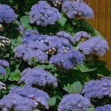 Pin On Blue And Lavender Blue Flowers