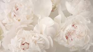 This showy flower blooms in various shades of red, pink, yellow, and white in late spring and early summer. Beautiful White Peony Flowers Bouquet Stock Footage Video 100 Royalty Free 1030838087 Shutterstock