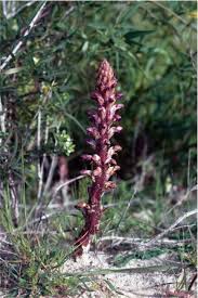 Image result for Buchnera attenuata