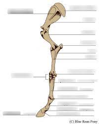 The image of a statue from the ramappa temple proves this, showing an indian woman's foot clad in a raised shoe. Horse Leg Skeletal Diagram Diagram Quizlet