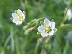 Image result for Spergula arvensis