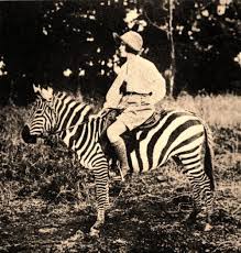 Résultat de recherche d'images pour "domesticated zebra"